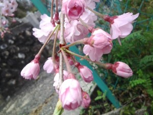2016年4月4日井原妙伝寺桜の花