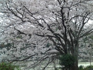 2016年4月4日井原桜の花①