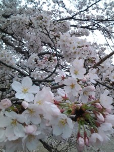 2016年4月4日井原桜の花②